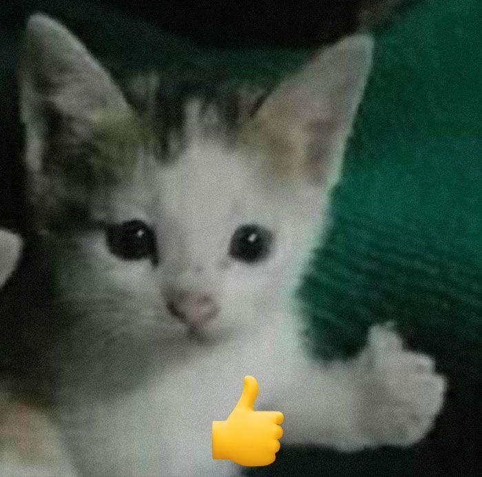 Meme thích giúp truyền tải sự đồng tình theo cách hài hước và mới mẻ hơn bao giờ hết