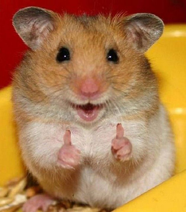 Meme thích thể hiện tinh thần sáng tạo dí dỏm của giới trẻ trên mạng xã hội