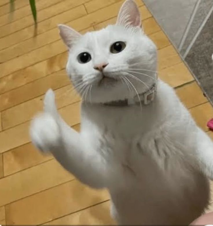 Meme like là lựa chọn nhanh gọn để tạo tiếng cười trong các cuộc đối thoại online