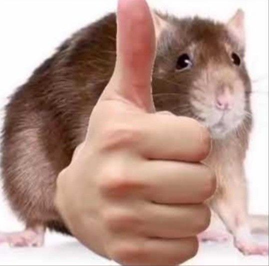 Meme like mang tinh thần hài hước giúp các group chat thêm phần sống động