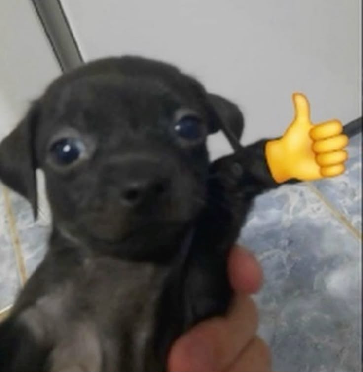 Like meme trở thành lựa chọn quen thuộc khi cần phản hồi hài hước trên mạng