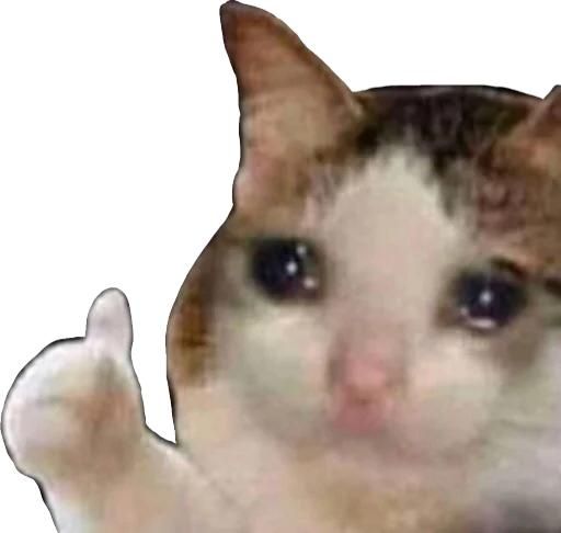 Meme thích mang năng lượng tích cực khiến người xem cảm thấy vui tươi hơn mỗi ngày