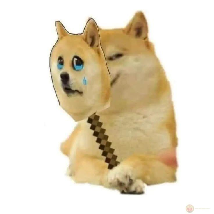 Cheems biết mình sai nhưng vẫn kiên định