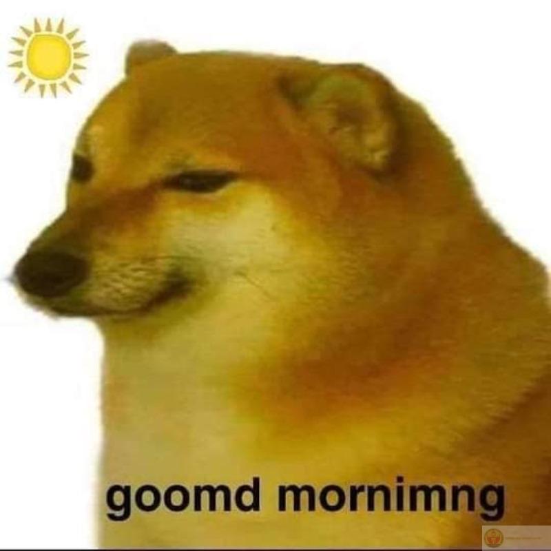 Me try to be smart, Cheems say no