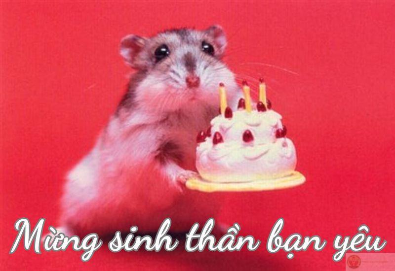 Chúc mừng sinh nhật meme