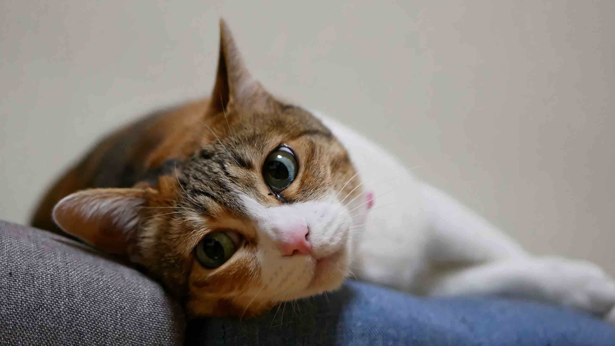 anh meo buon 2560px 1440px 2k 12