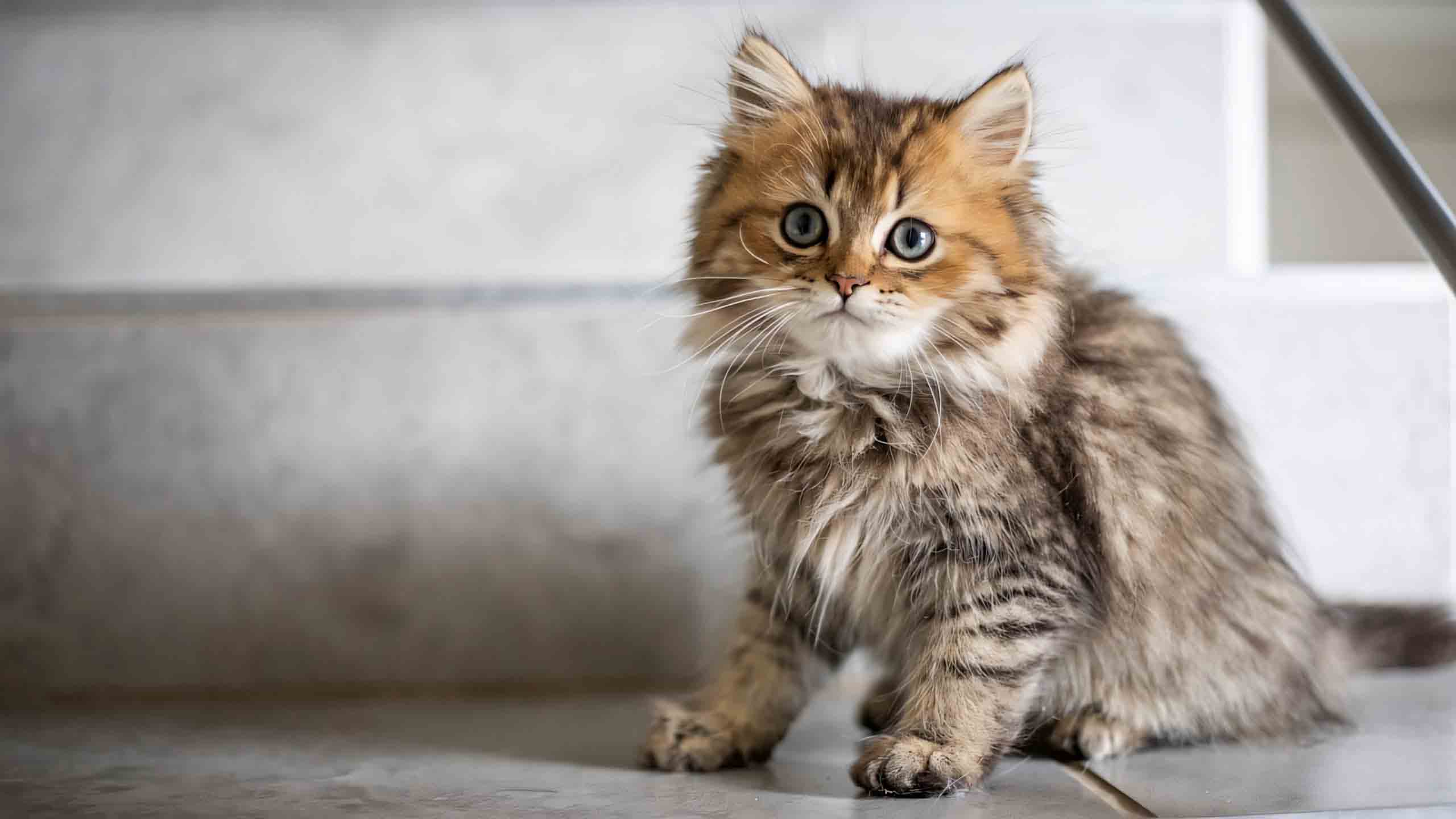 anh meo buon 2560px 1440px 2k 17