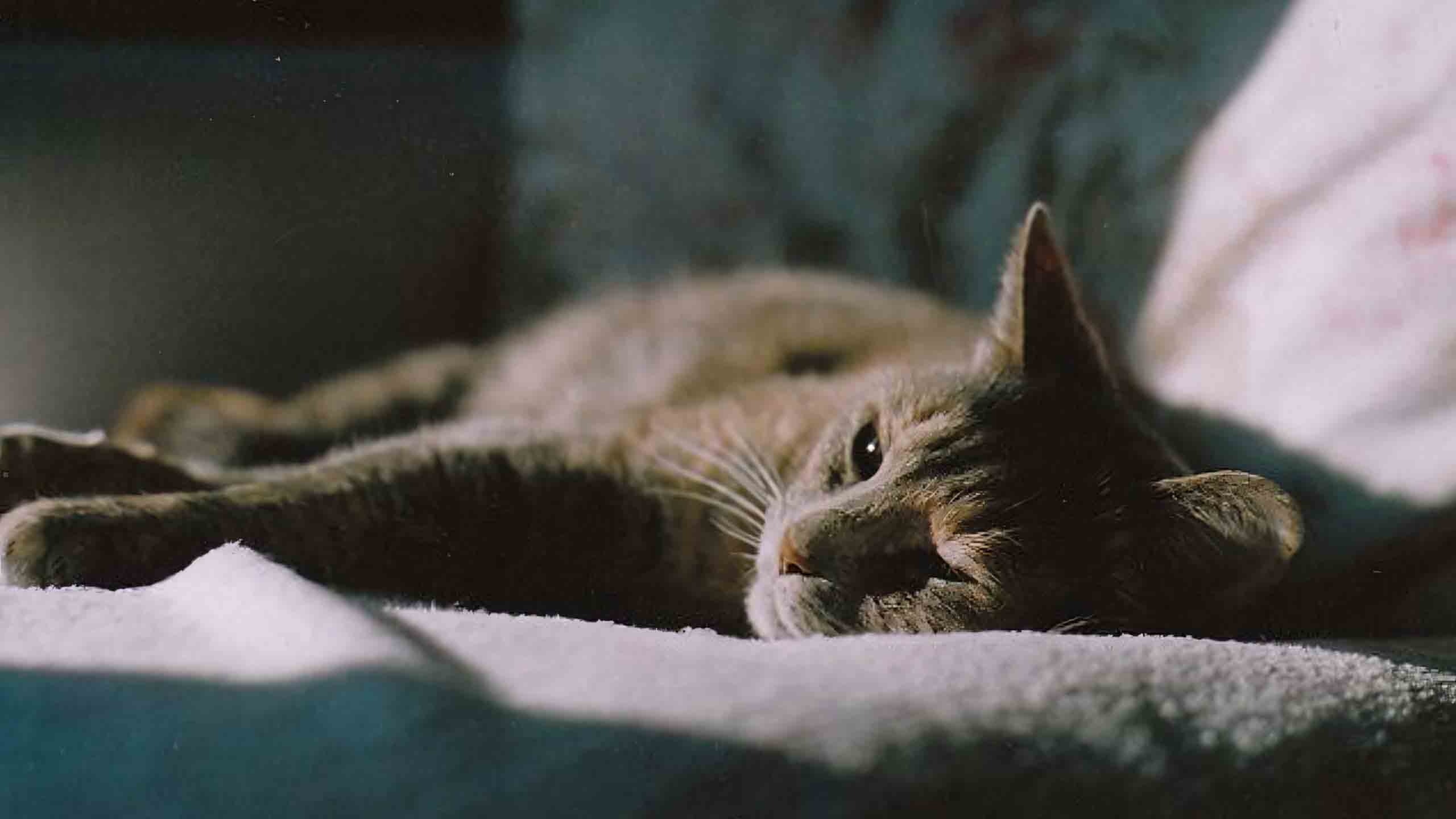 anh meo buon 2560px 1440px 2k 2