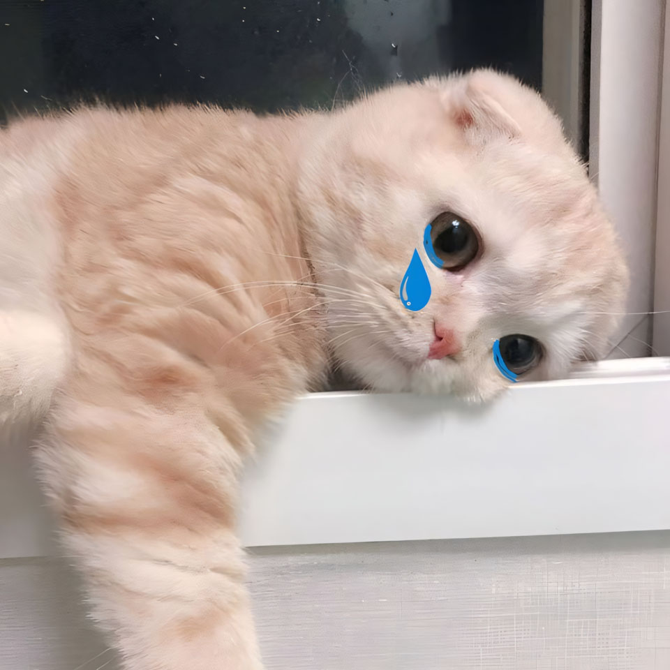 anh meme meo buon 960px 960px avaatar 3