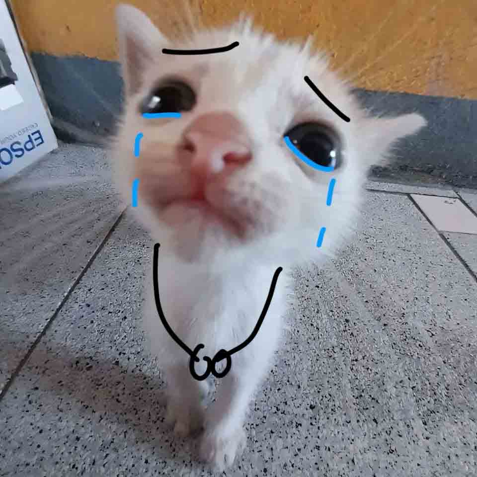 anh meme meo buon 960px 960px avaatar 9