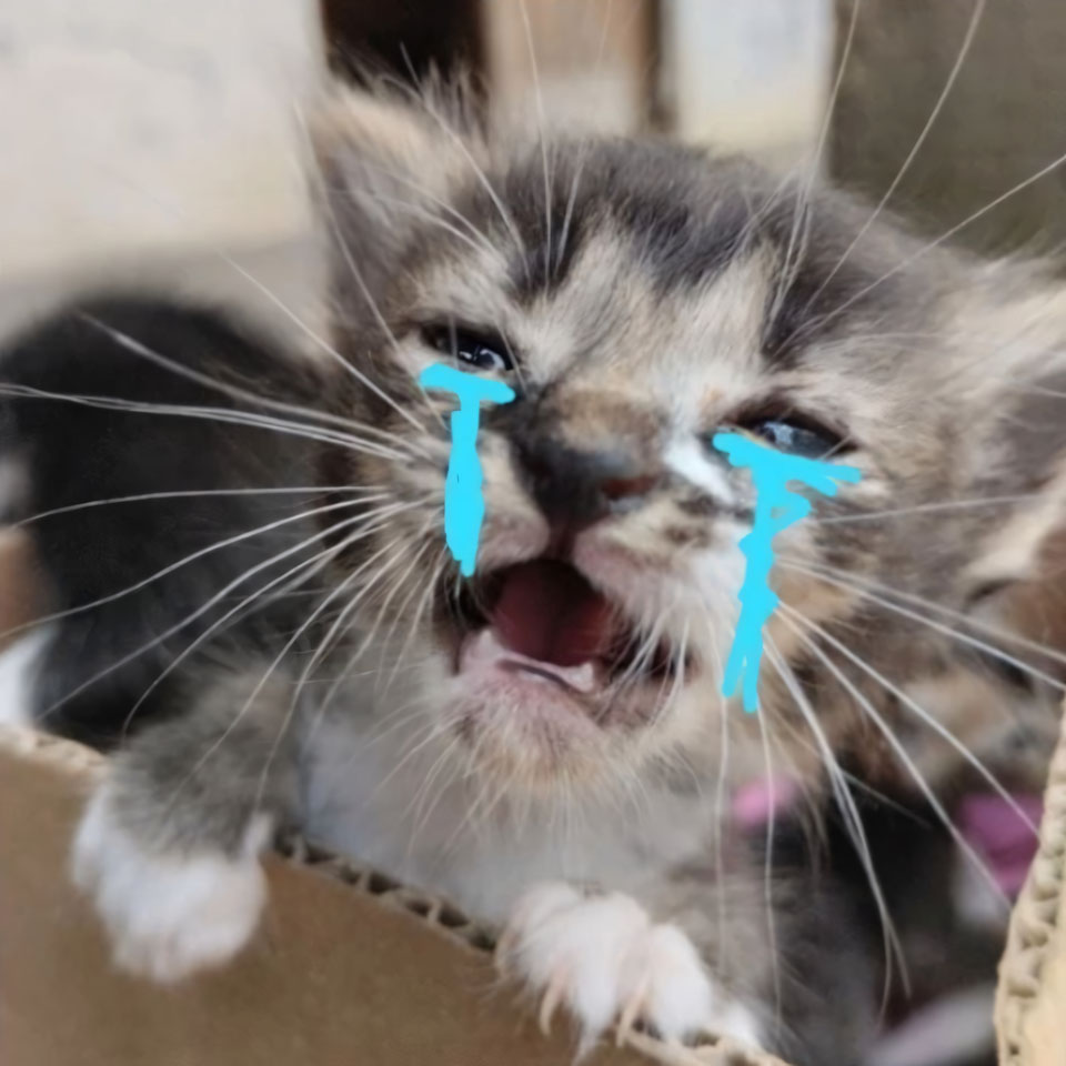 anh meme meo buon 960px 960px avaatar 10