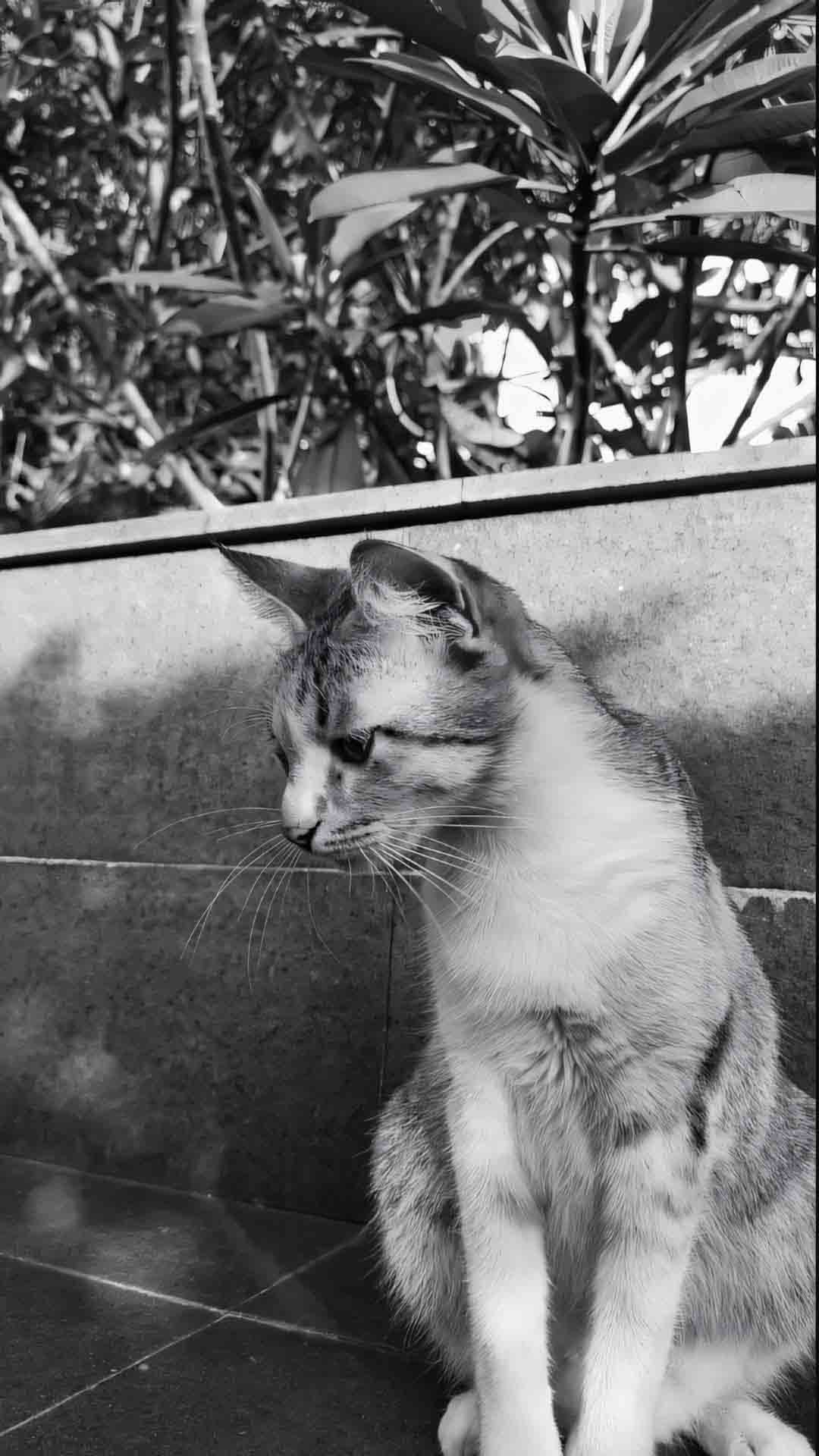 anh meo buon co don 1920px 1080px full hd 1