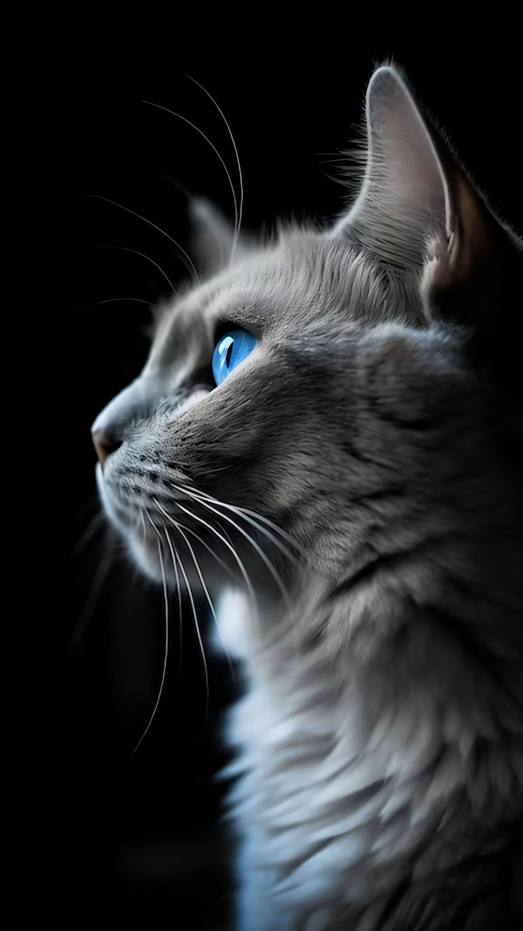 anh meo buon co don 1920px 1080px full hd 7