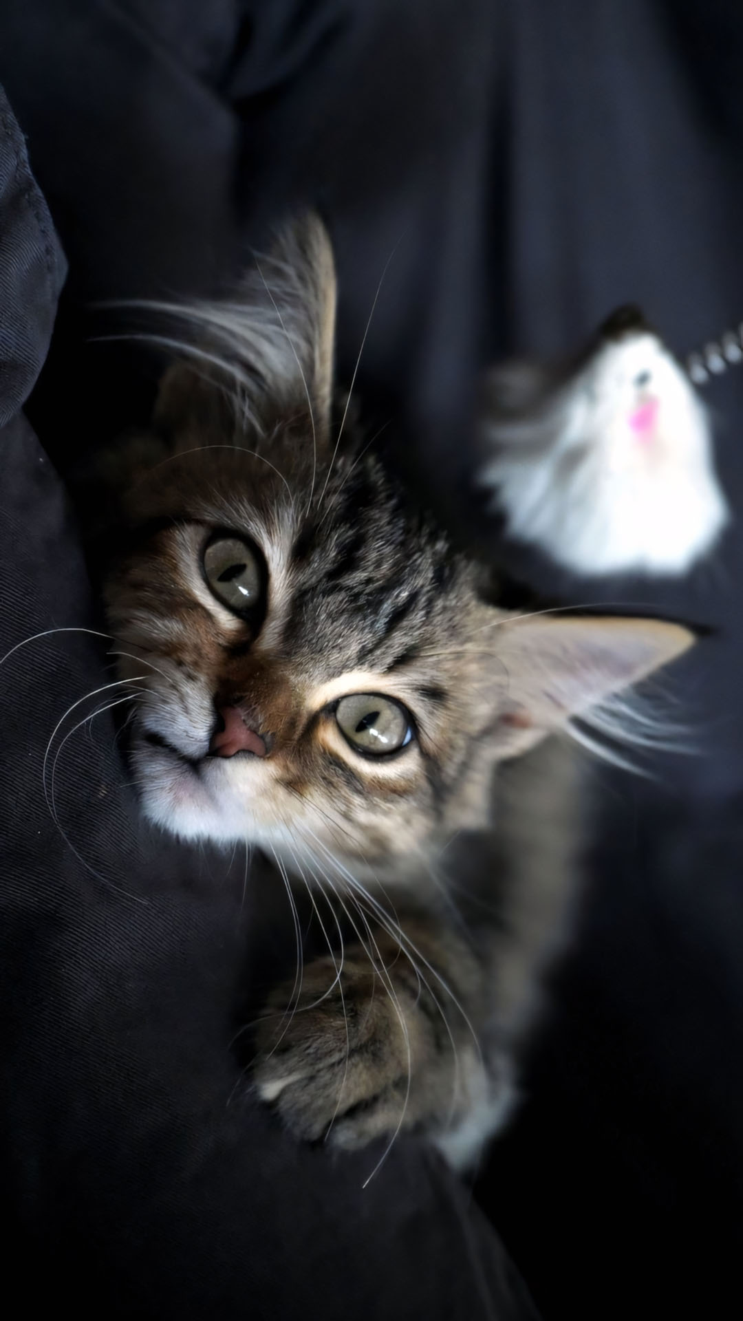 anh meo buon co don 1920px 1080px full hd 10