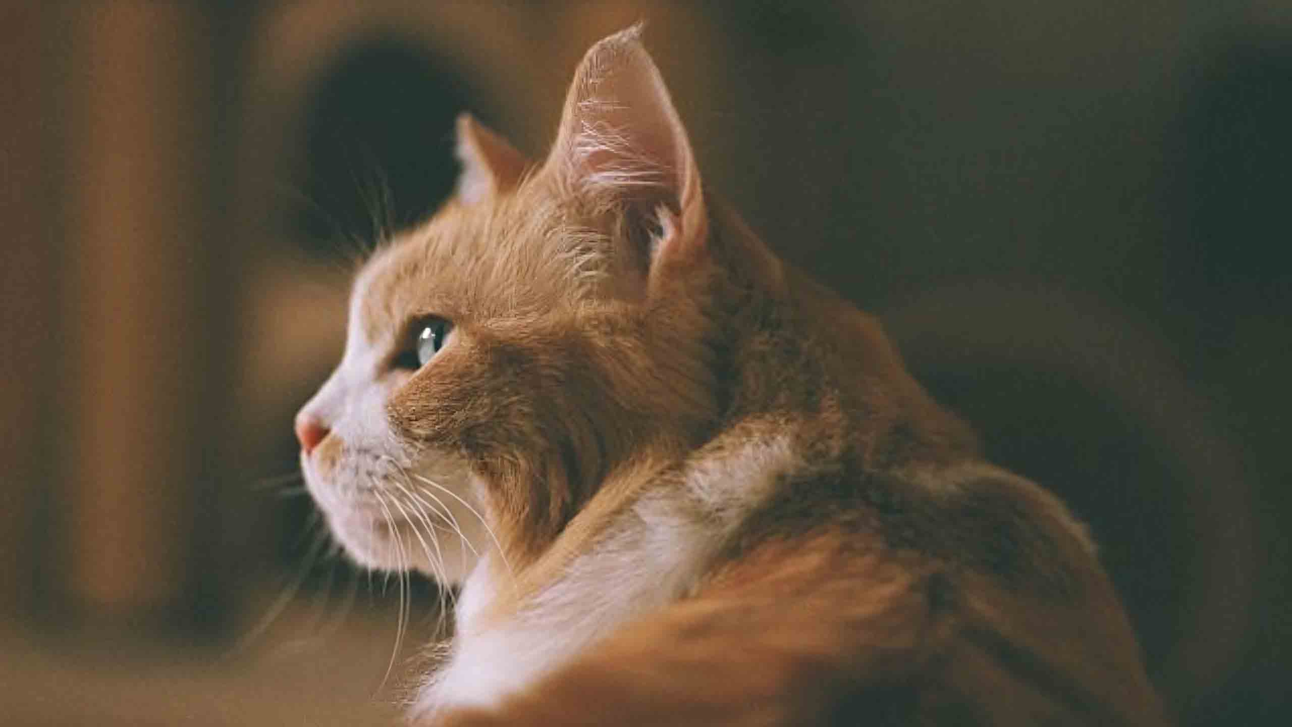 anh meo buon 2560px 1440px 2k 4