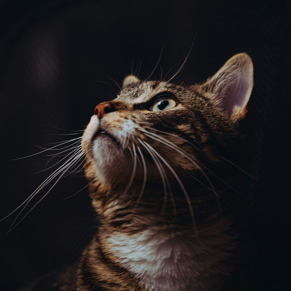 anh meo buon cute 960px 960px avaatar 3