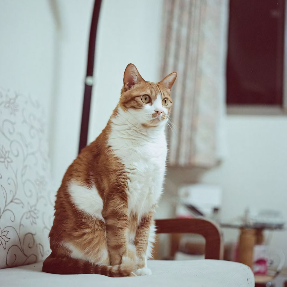 anh meo buon cute 960px 960px avaatar 6