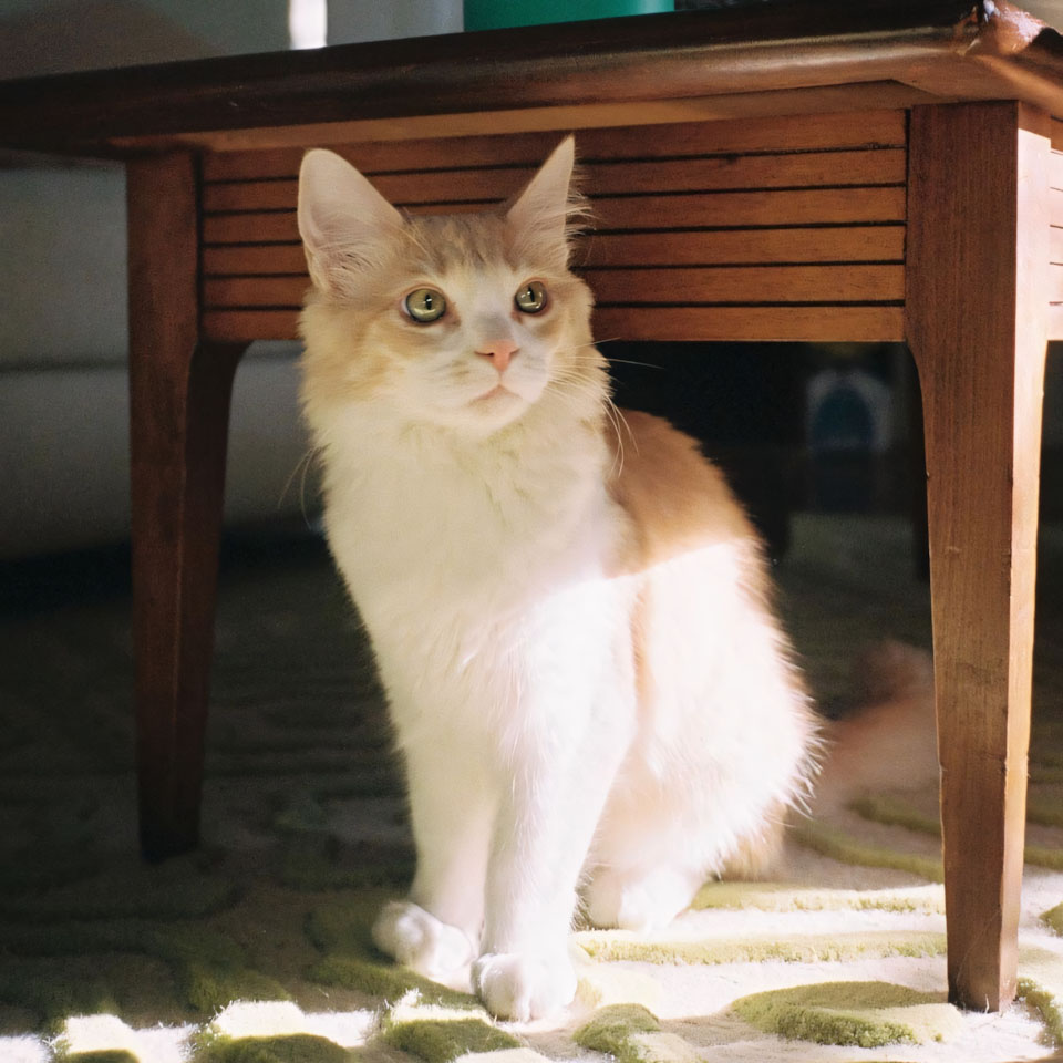 anh meo buon cute 960px 960px avaatar 7