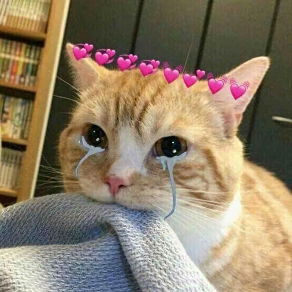 hinh anh meo buon khoc 960px 960px avaatar 2