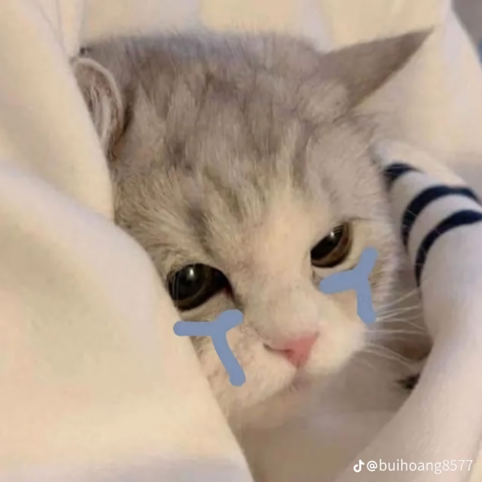 hinh anh meo buon khoc 960px 960px avaatar 4