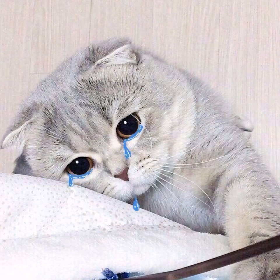 hinh anh meo buon khoc 960px 960px avaatar 7