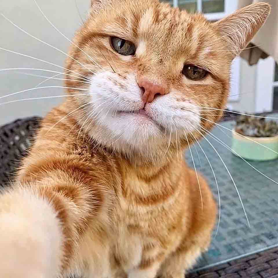 anh con meo buon cuoi 960px 960px avaatar 3