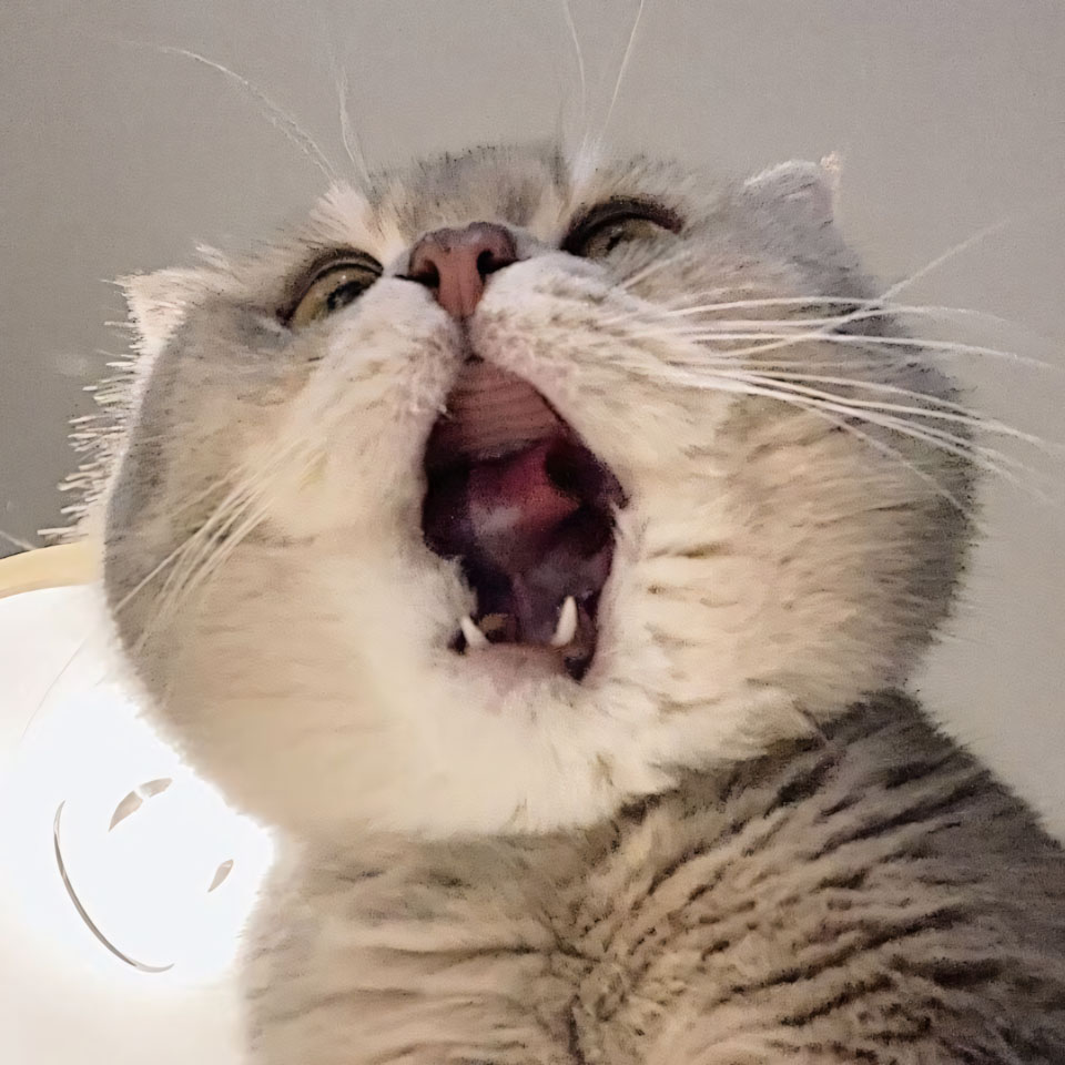 anh con meo buon cuoi 960px 960px avaatar 5