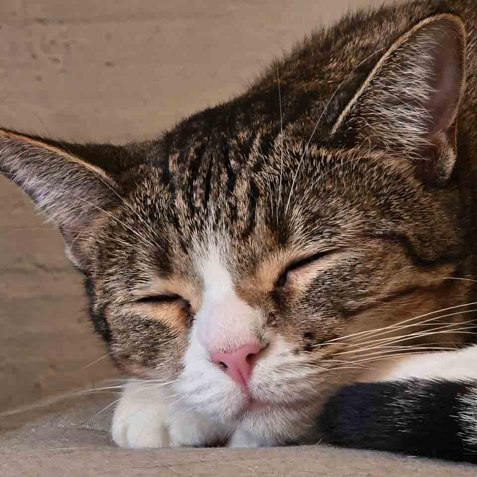 anh meo buon ngu 960px 960px avaatar 6