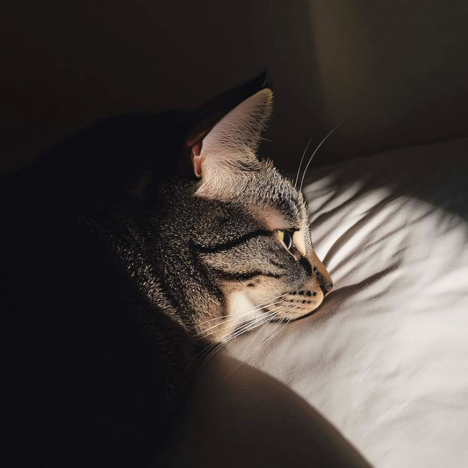 anh meo buon ngu 960px 960px avaatar 9