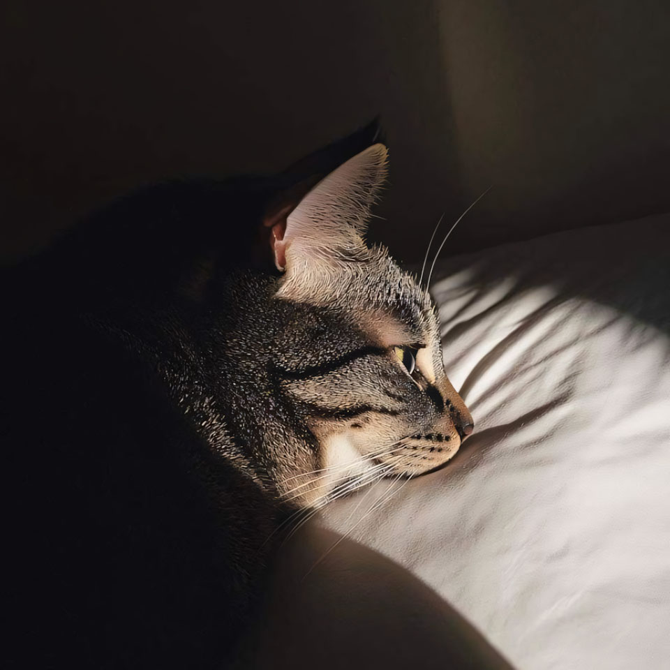 anh meo buon ngu 960px 960px avaatar 11