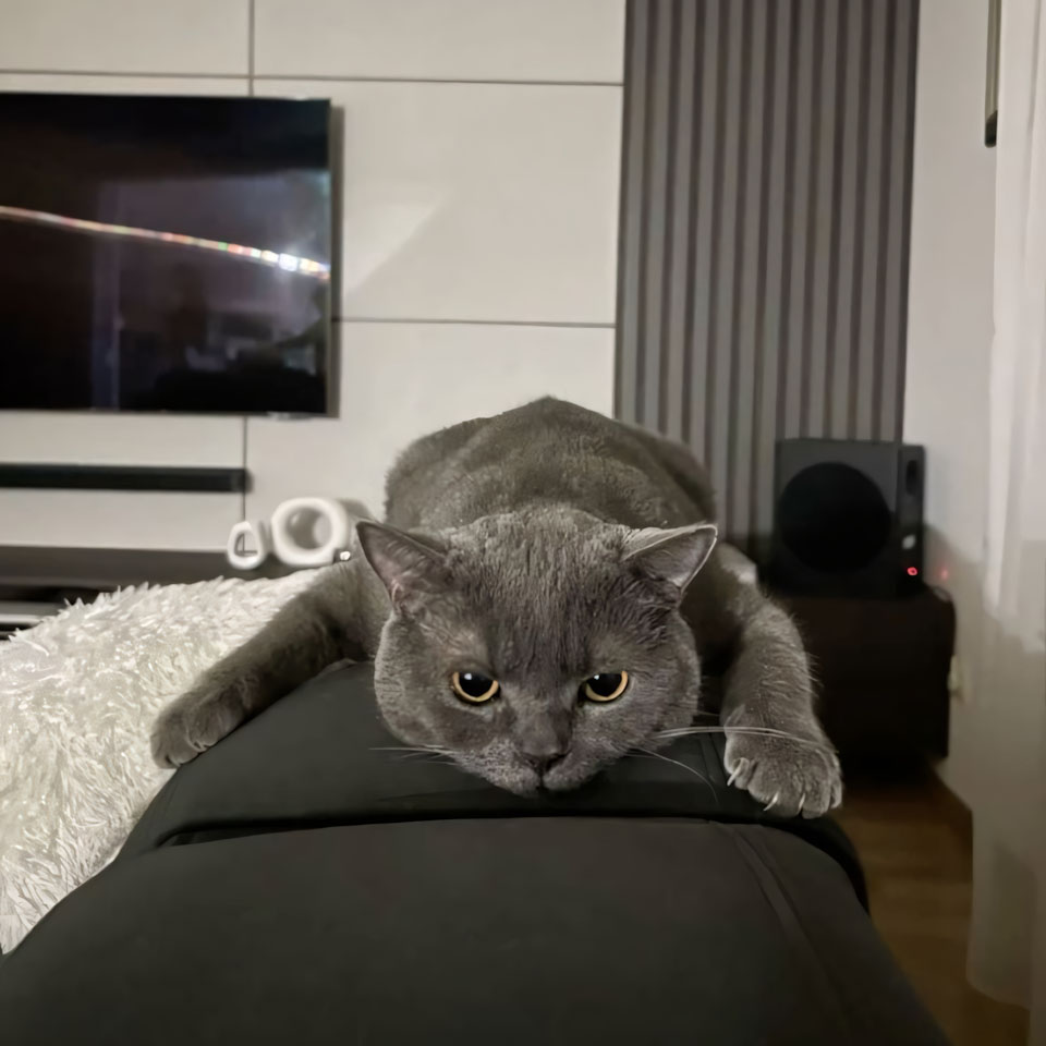 anh meo buon ngu 960px 960px avaatar 1