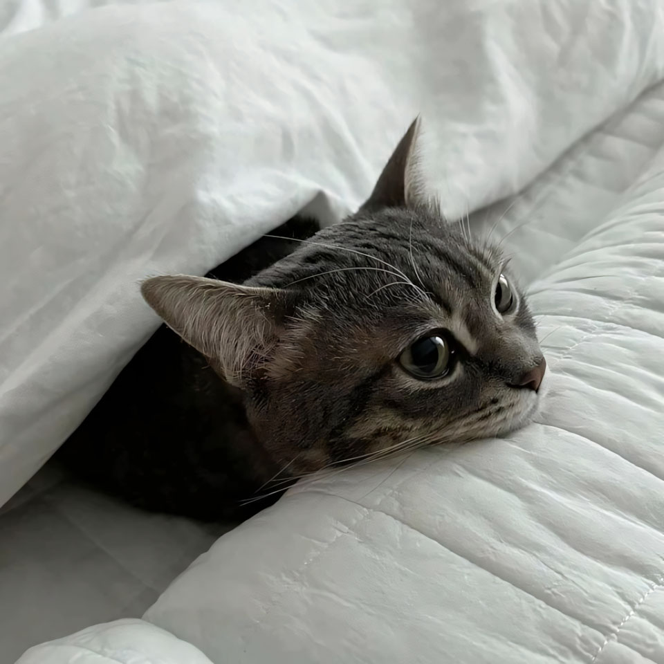 anh meo buon ngu 960px 960px avaatar 3