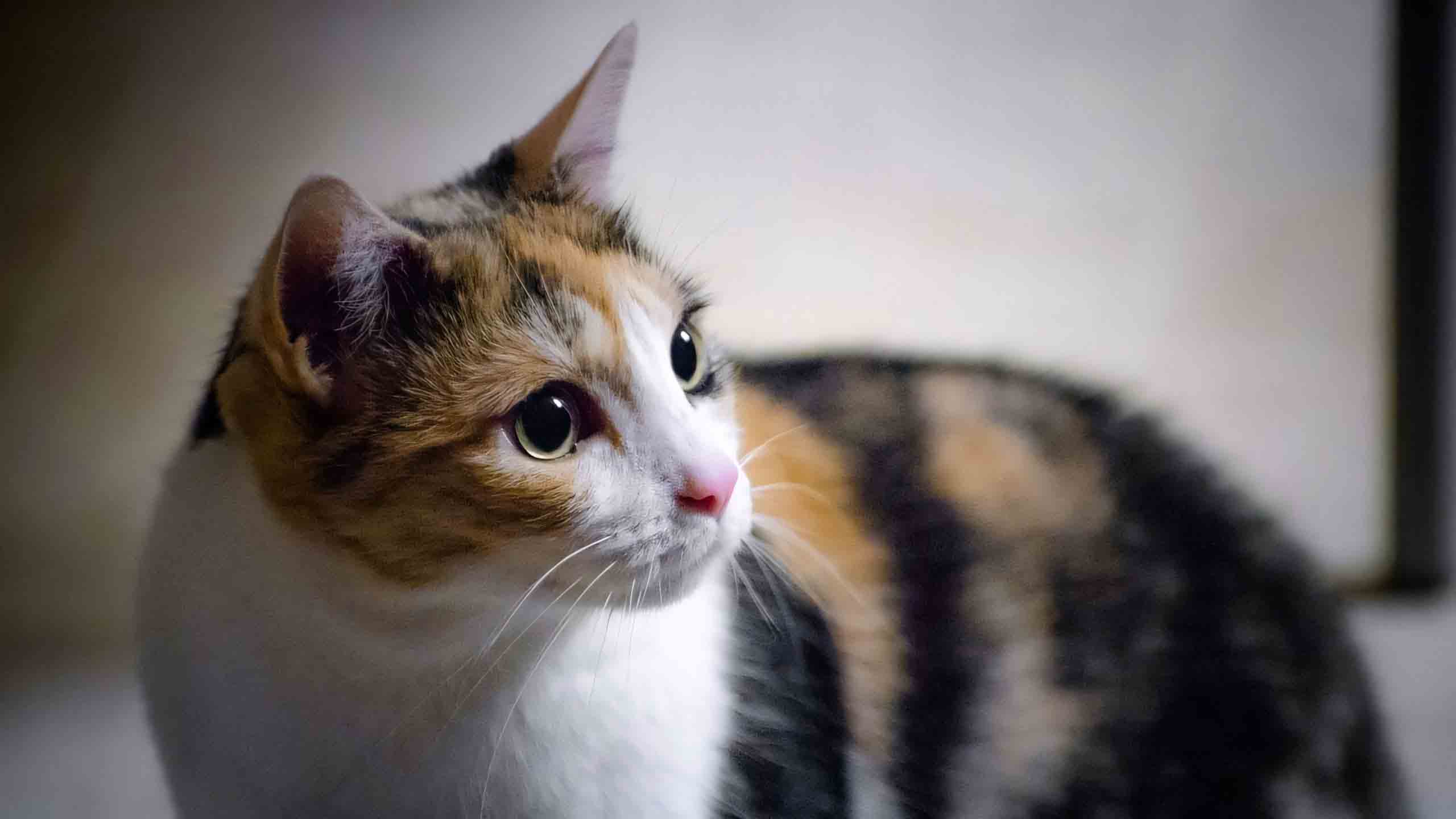 anh meo buon 2560px 1440px 2k 9