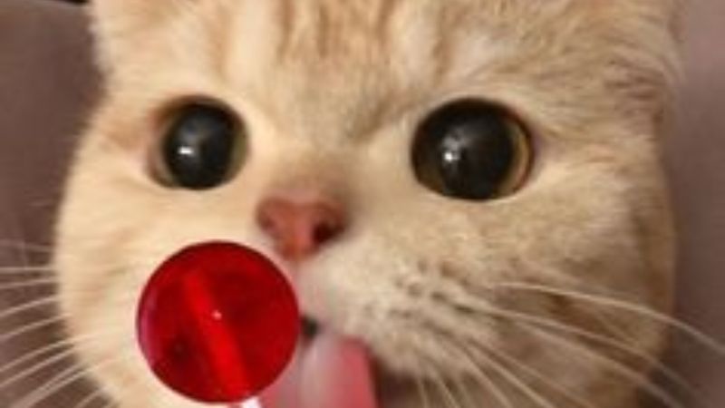 199+ meme ảnh mèo cute trái tim, ngầu, dễ thương, ngộ nghĩnh, đen đẹp