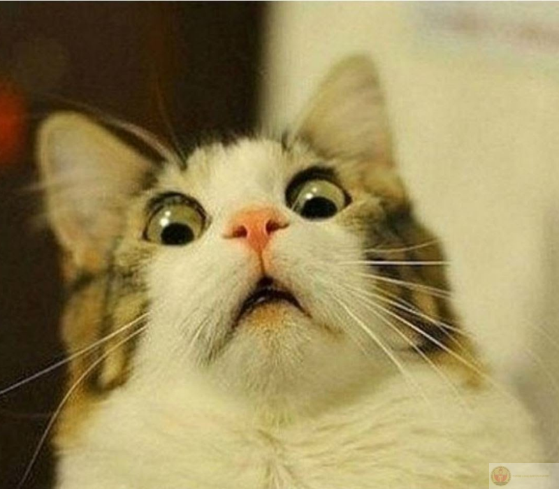 Meme ngạc nhiên khi phát hiện bản thân được nhắc đến trên mạng xã hội