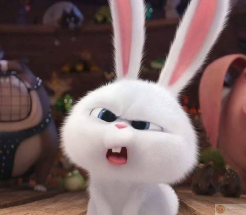 Meme thỏ cute dễ thương trending