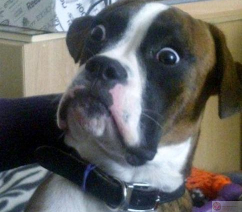 Ảnh meme ngạc nhiên hài hước cười ngất