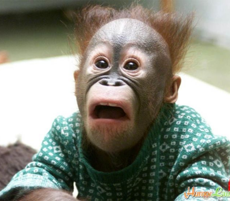 Meme ngạc nhiên hài hước lan truyền trên mạng xã hội