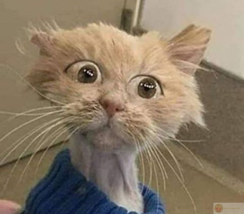 Biểu tượng meme hot trend trong giới trẻ