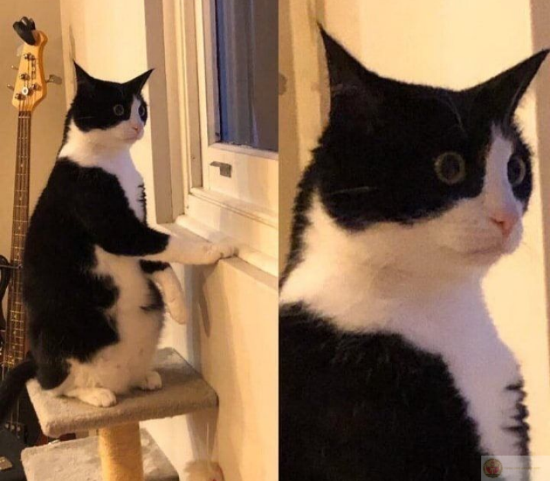 Hình ảnh ngạc nhiên hài hước viral