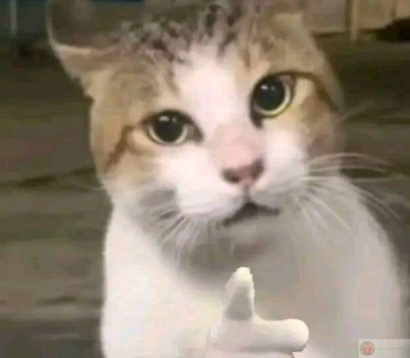 Meme mèo chỉ tay mang tính châm biếm hài hước