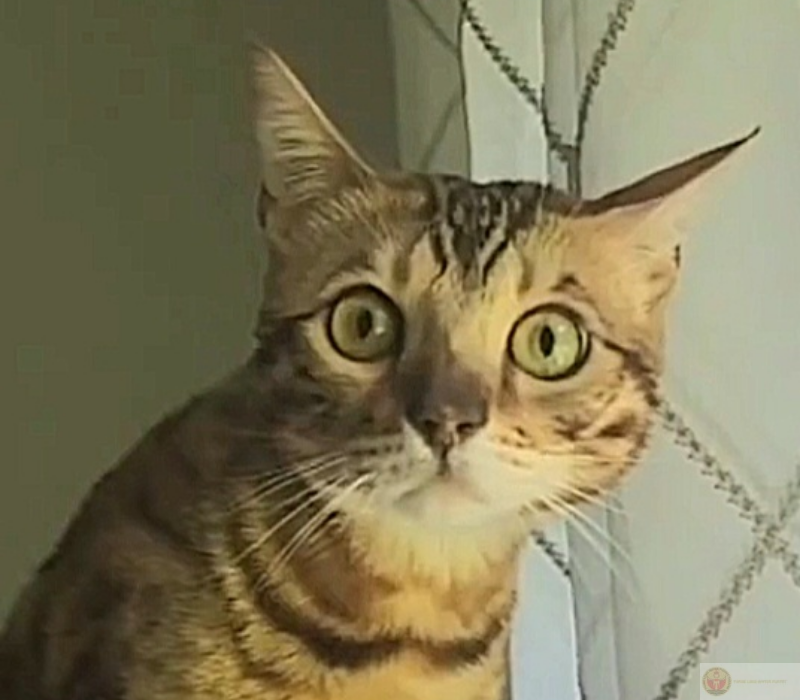 Ngạc nhiên meme dễ thương ngộ nghĩnh