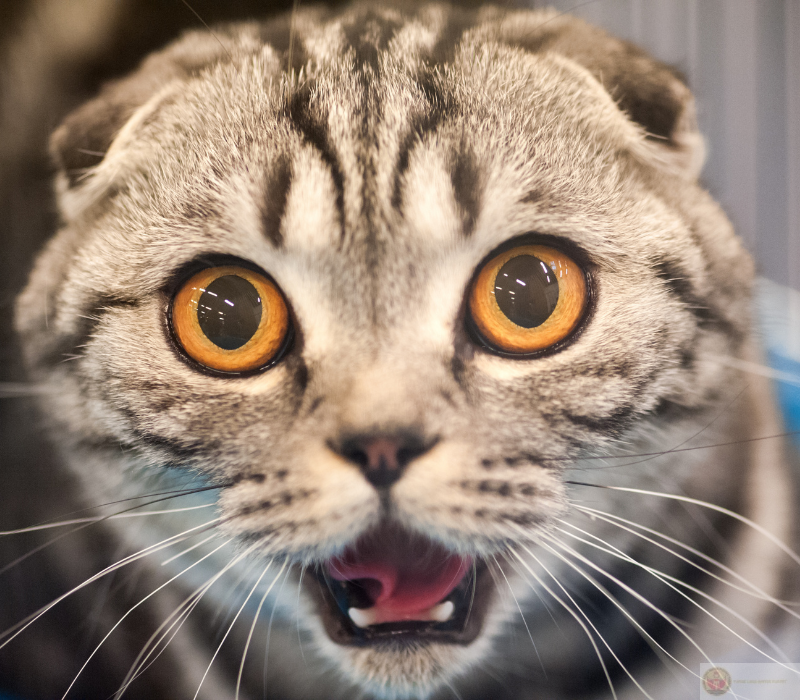 Meme ngạc nhiên đáng yêu đang trending trên Facebook