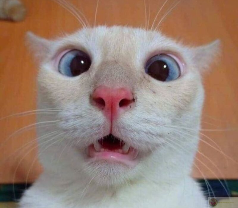 Meme mèo gây sốt với biểu cảm ngạc nhiên cực chất