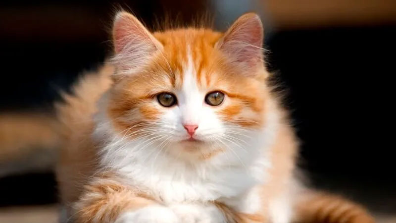 Ảnh mèo ngầu với thần thái cuốn hút