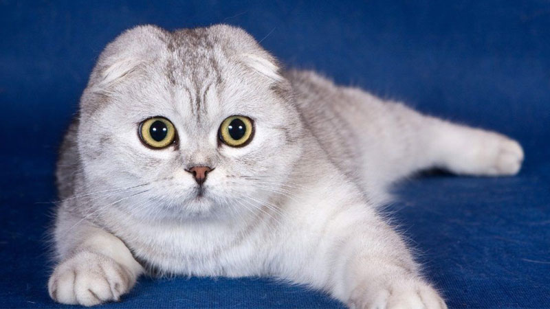 Ảnh mèo ngầu, thể hiện cá tính mạnh mẽ và phong cách độc đáo.