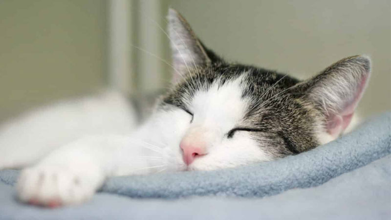 Ảnh mèo ngầu với thần thái cực chất