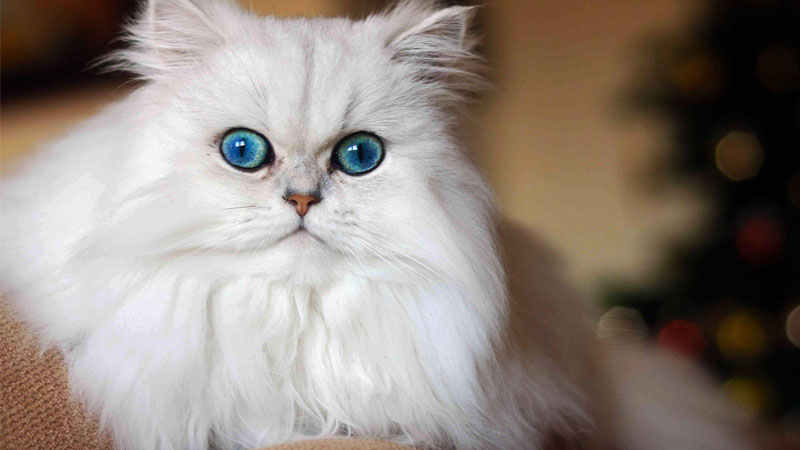 Chú mèo ngầu trong ảnh