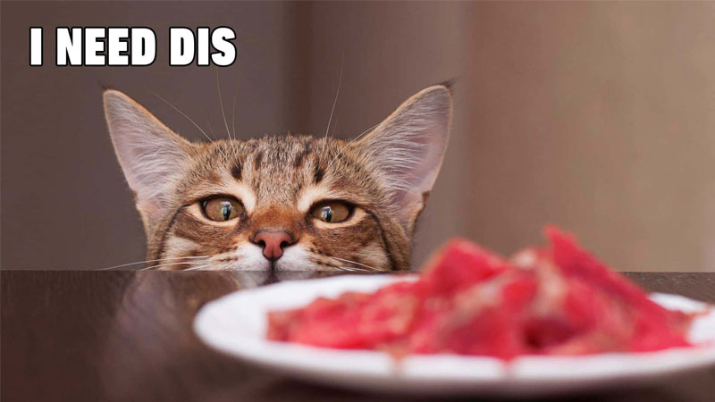 Ảnh mèo ngầu với biểu cảm lạnh lùng