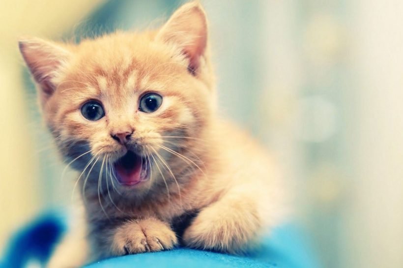 Ảnh mèo ngầu dễ thương, ngộ nghĩnh